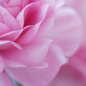 Meet your Posher, Yasmin